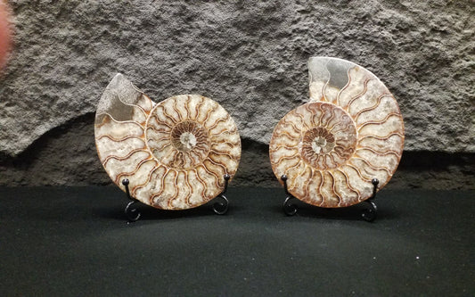 Ammonite Speciman #1 with stand