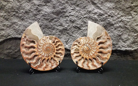 Ammonite Specimen #2 with stand