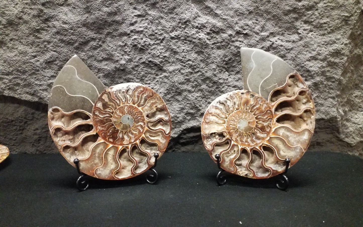 Ammonite Specimen #3 with stand