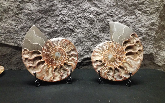 Ammonite Specimen #3 with stand
