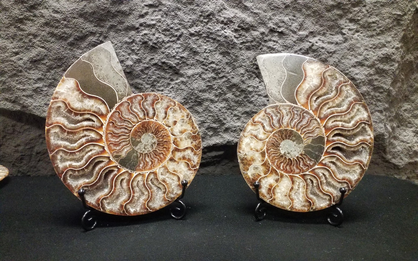 Ammonite Specimen #4 with stand