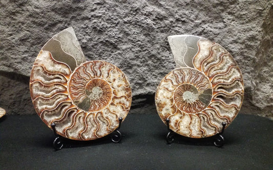 Ammonite Specimen #4 with stand