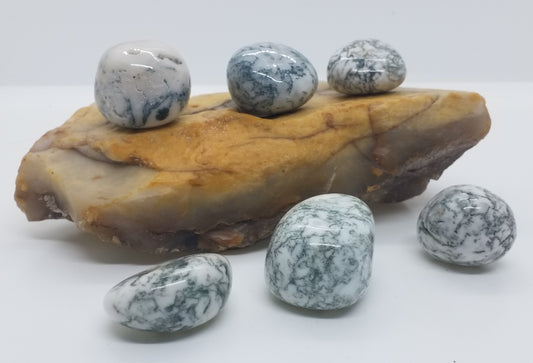 Tree Agate Tumbled Stone