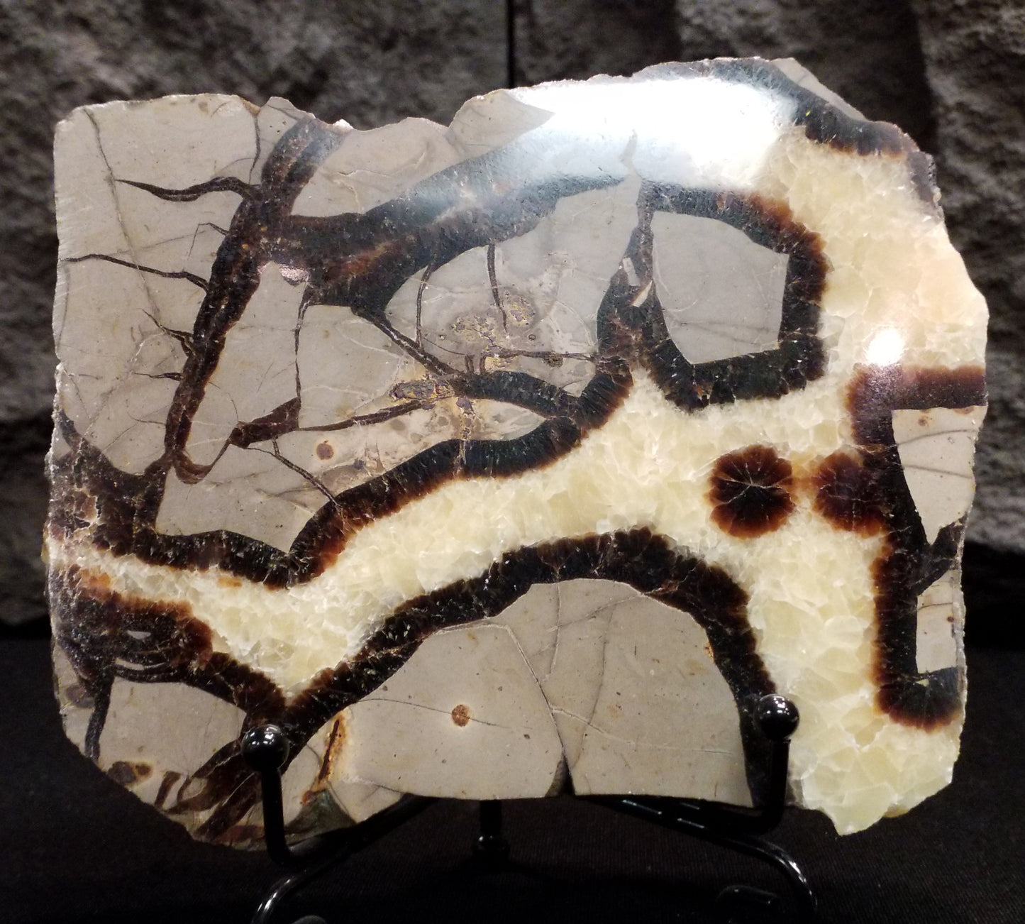 Septarian Slice #8 with stand