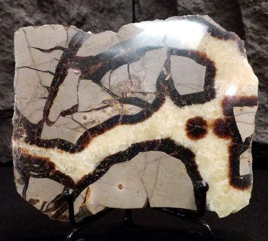 Septarian Slice #8 with stand